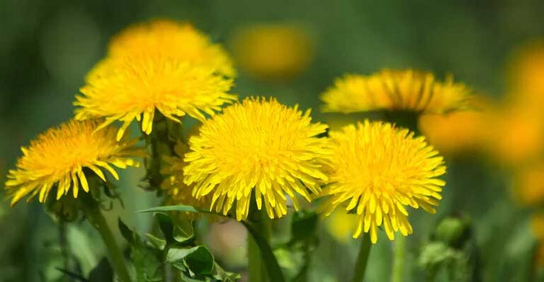 dandelion_root_tea