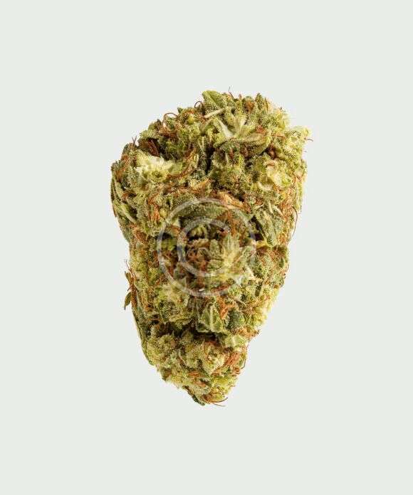Golden bloom hybrid flower